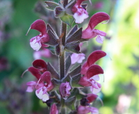 Salvia hierosolymitana